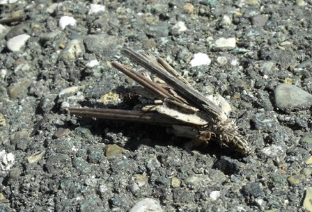 Larva stranissima - Psychidae